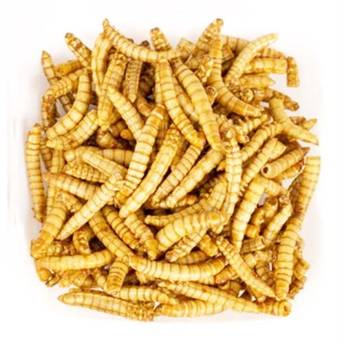 الجندي الأسود يطير